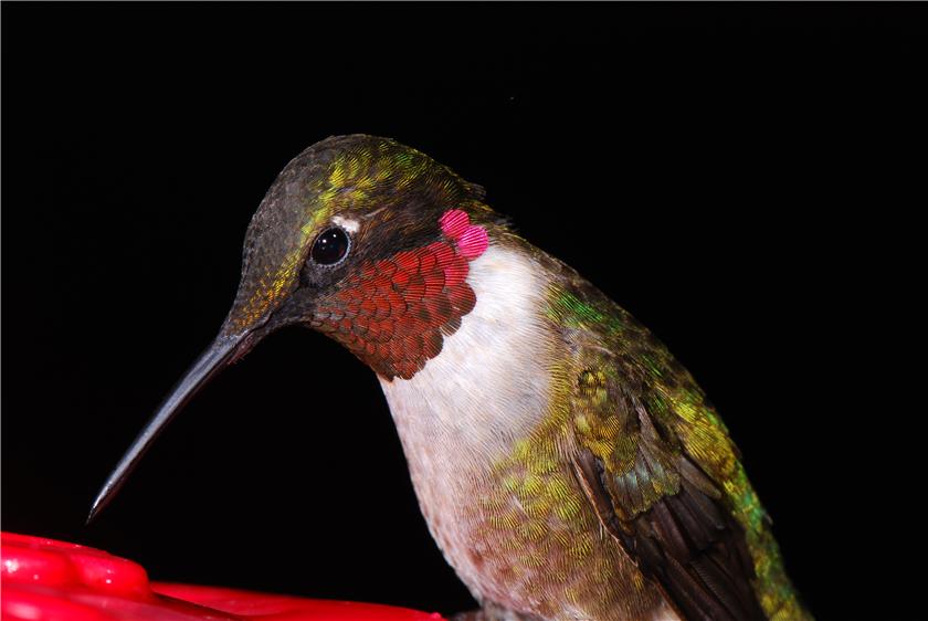 Macro Hummer