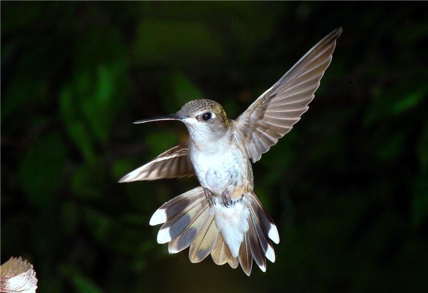 One more Hummer