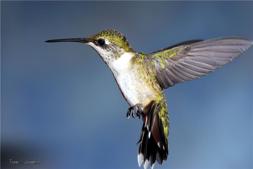 Macro Hummer #2