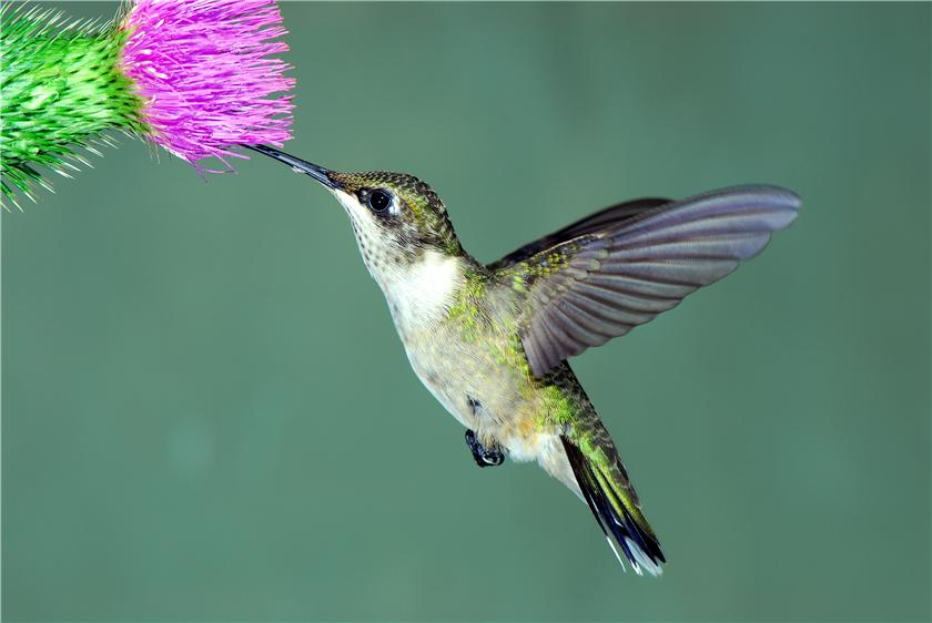 Last of the hummers