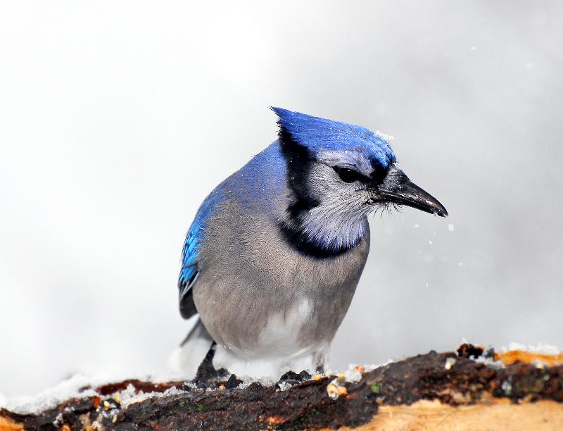 Blue Snow