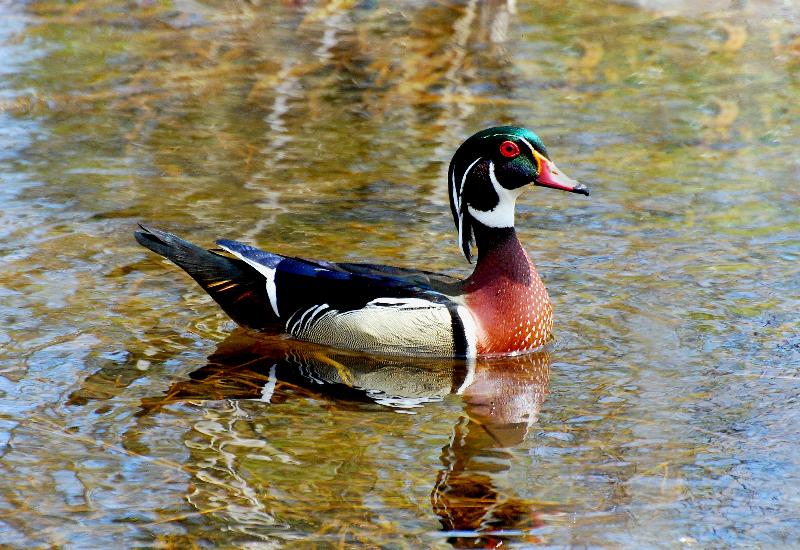 Wood Duck