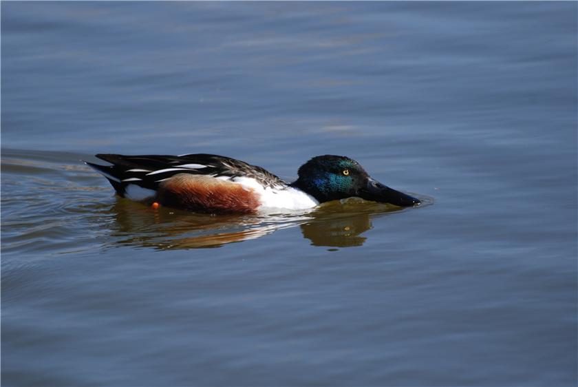 Northern Shoveler