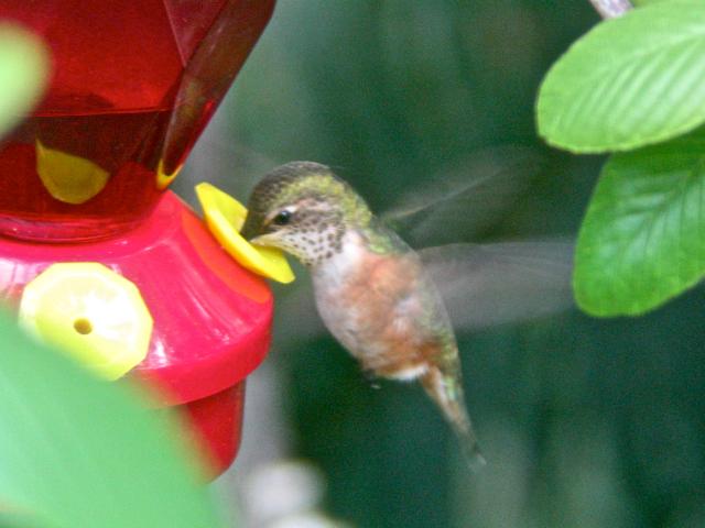 Humming in place