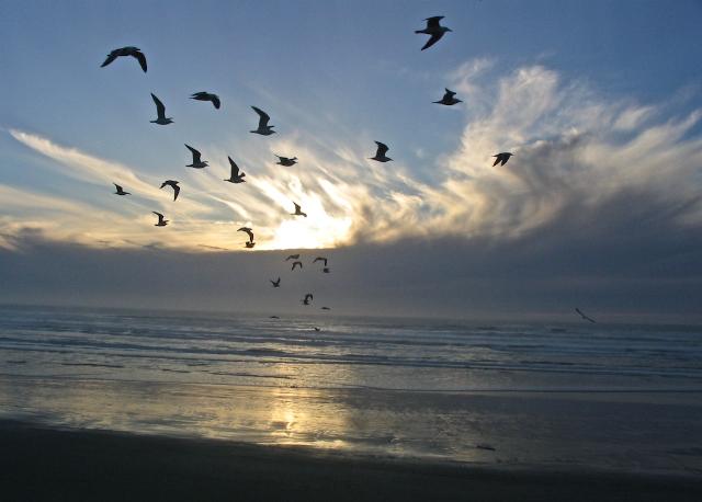 Gulls in a fiery sky