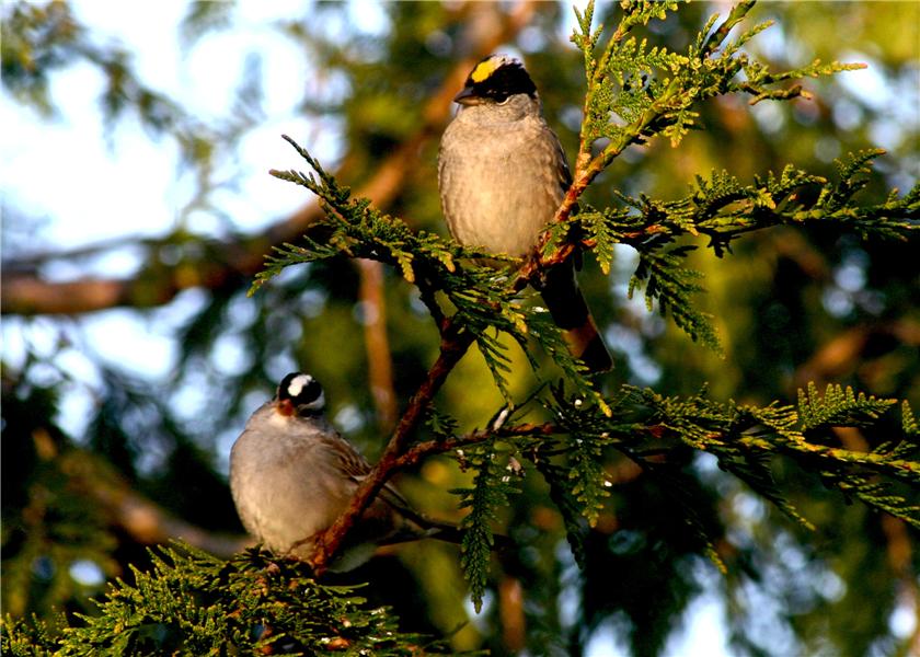 Two sparrows