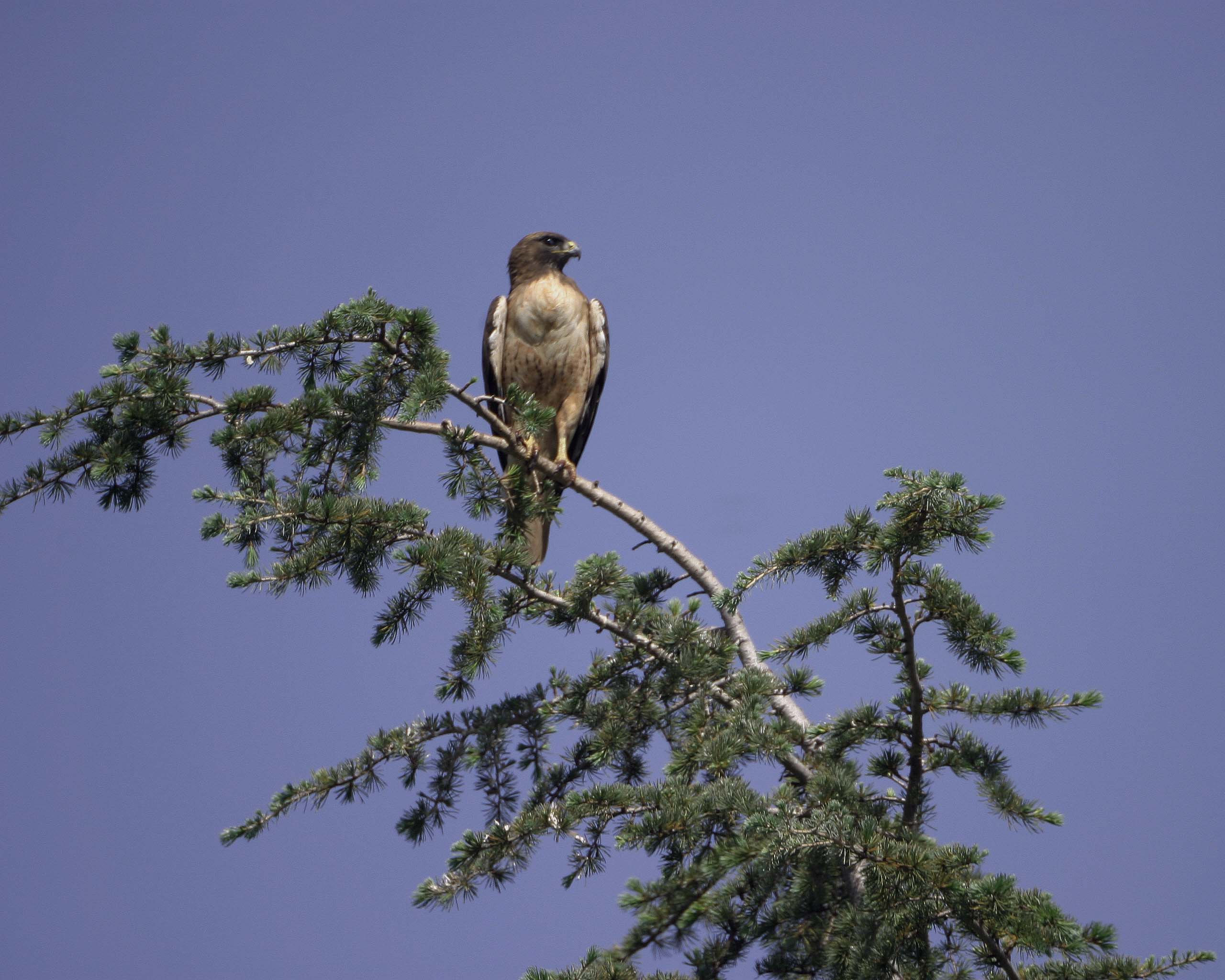 Hawk