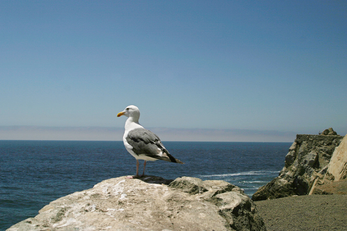 SeaGull