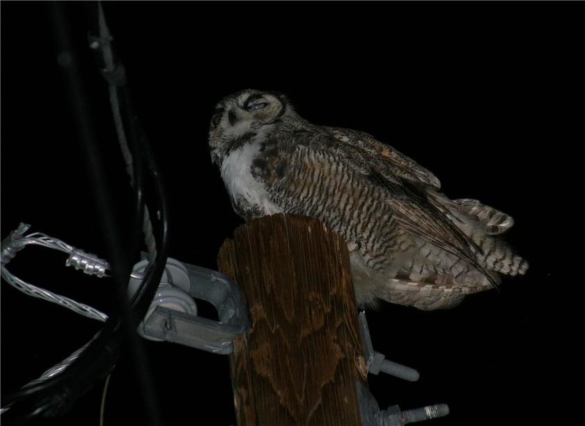 Mr. Owl