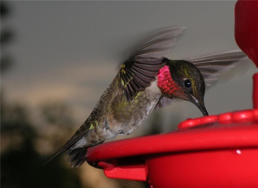 Ruby Throated Humming Bird