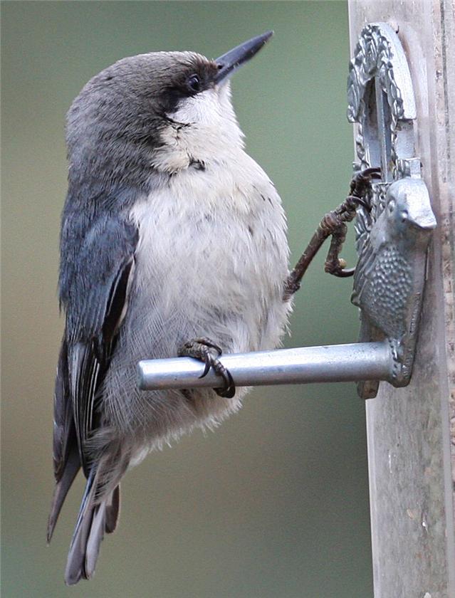 Pygmy Nuthatch