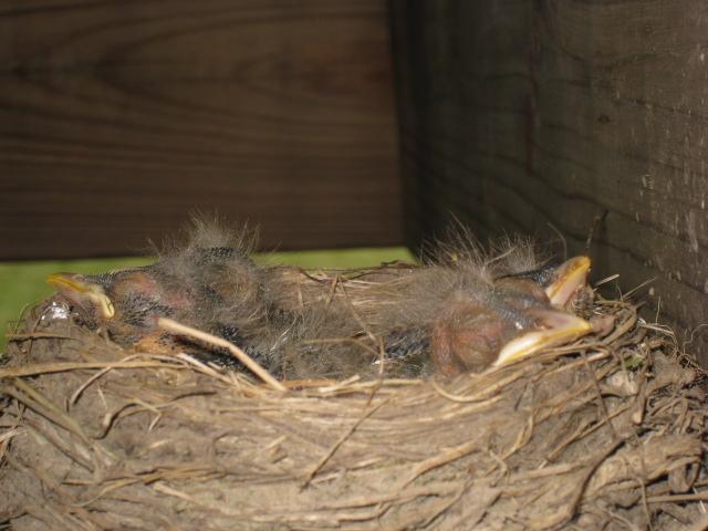 Bad Hair Day x4 !