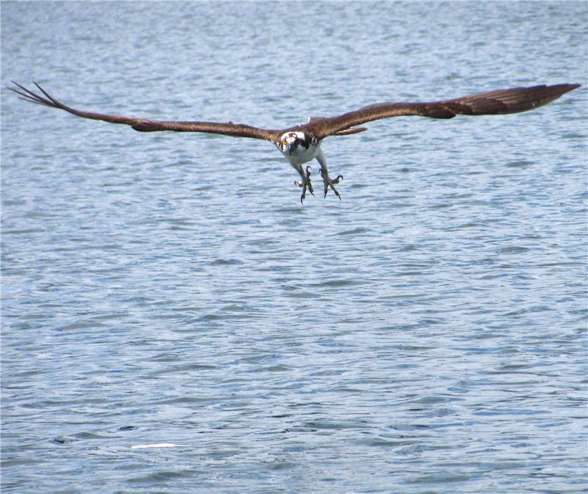 Osprey going in for the kill