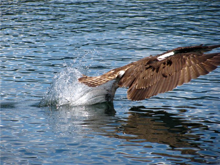 Osprey getting its dinner