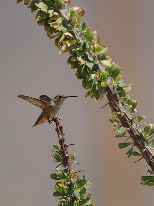 Black Chinned Female