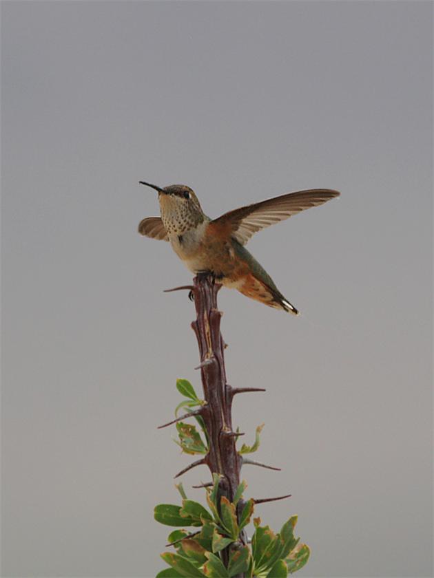 Posing Hummingbird