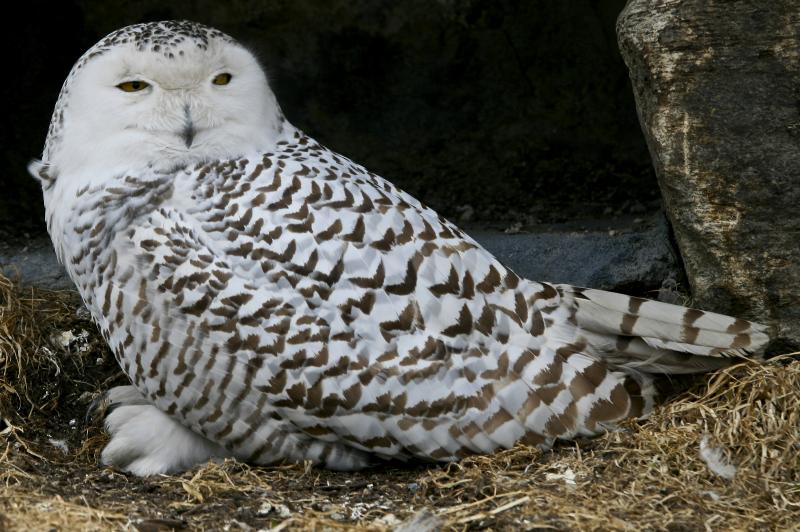 Snowy Owl