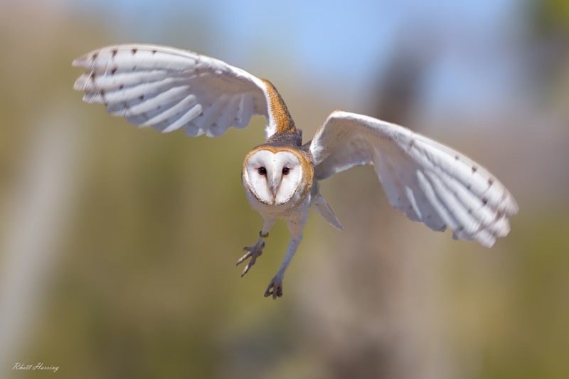 Barn Owol