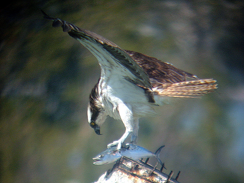 osprey with a mackerel