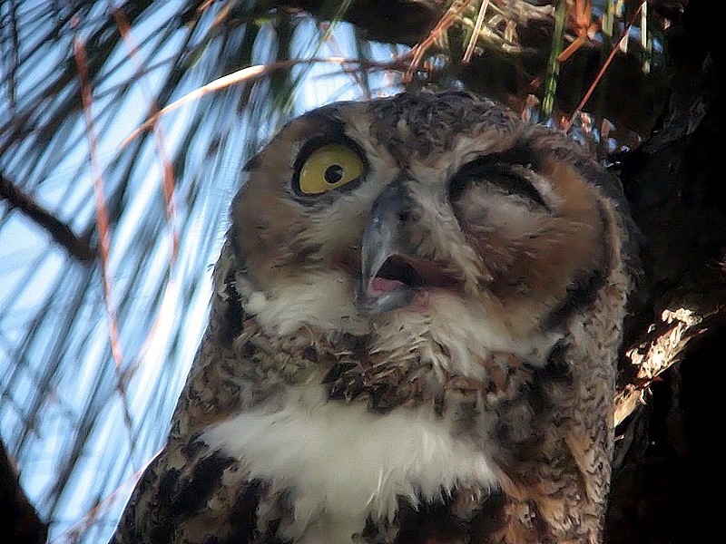 one eye opened owl