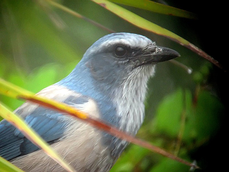 scrubjay
