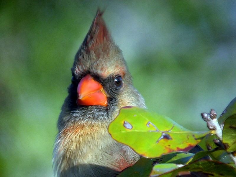 cardinal close up