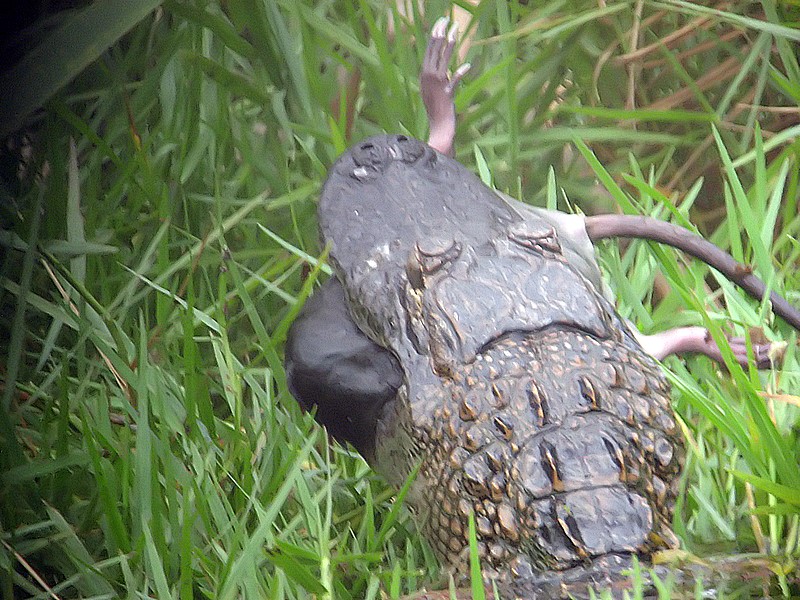 florida marsh reality
