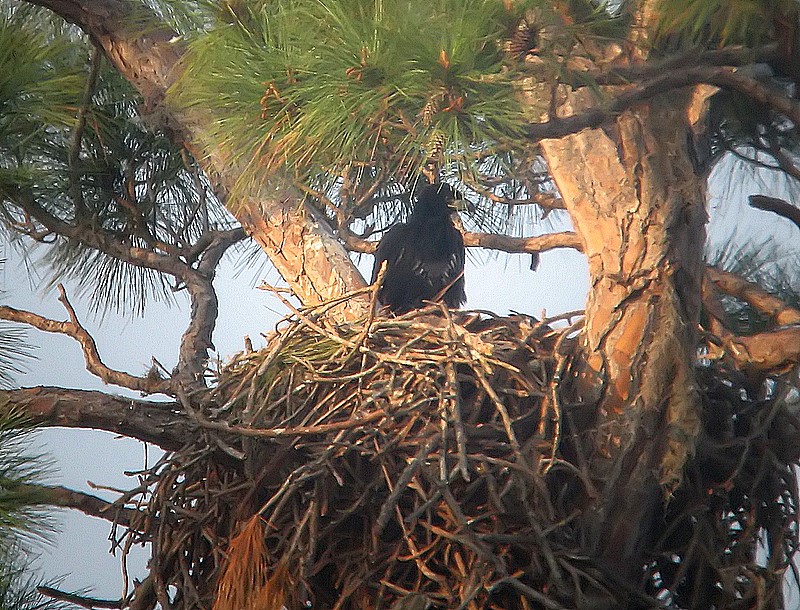 pre-fledge eagle
