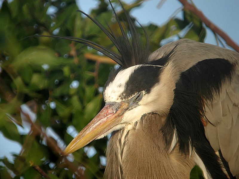 Bad hair day Blue Heron