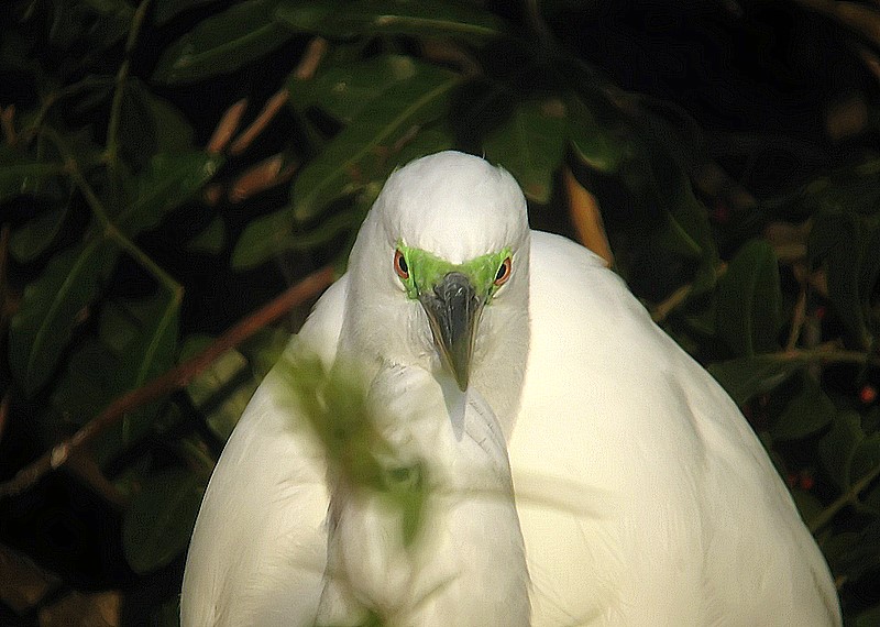great egret