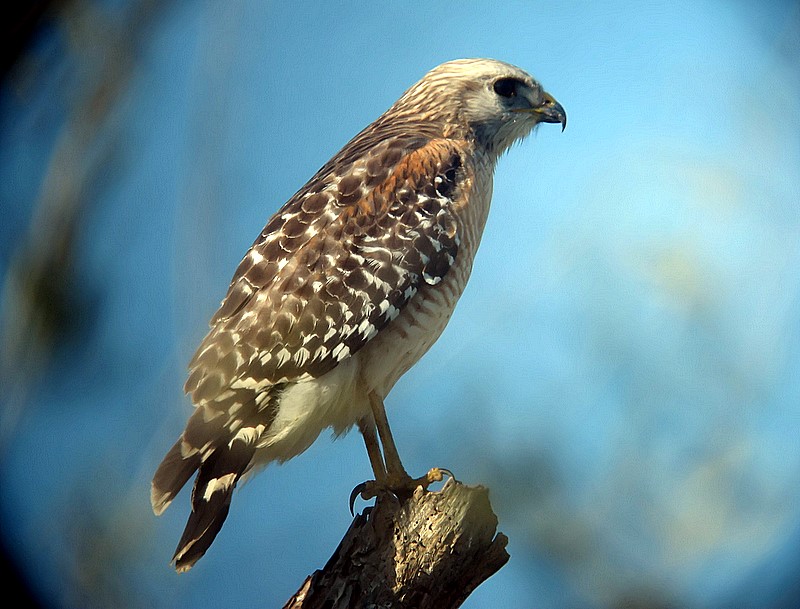 red shoulder hawk