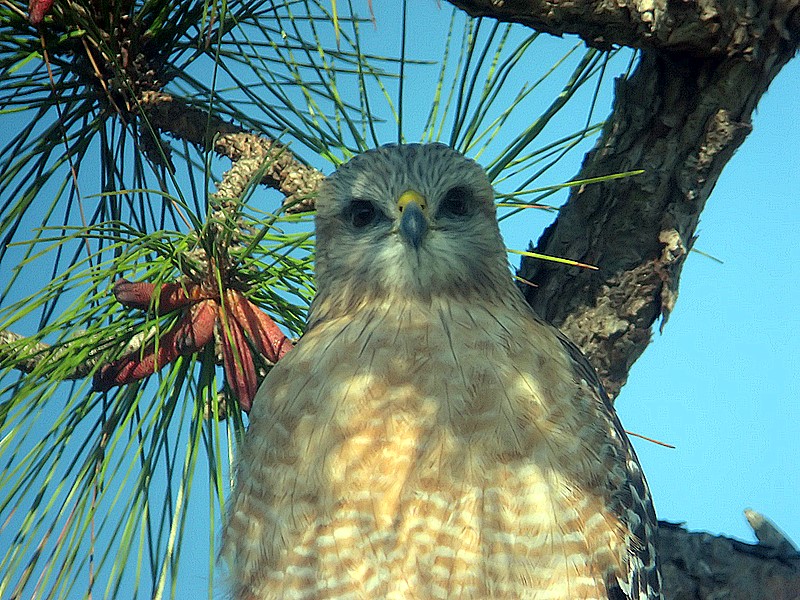 red shoulder hawk