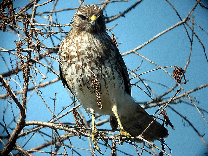 redtail hawk