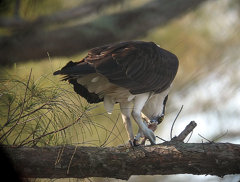 osprey with fish
