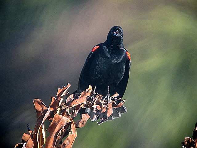 redwing blackbird