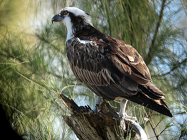 osprey