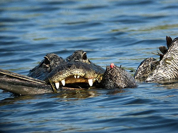 gator 1  ahinga 0