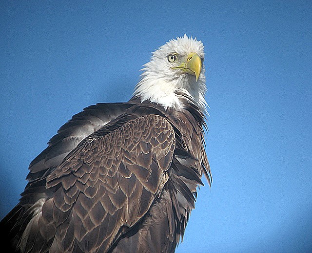 bald eagle