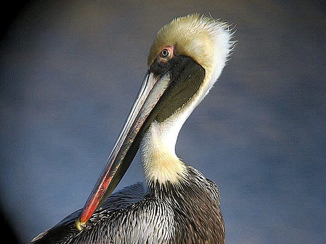pelican