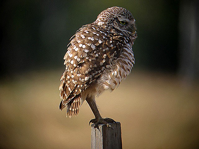 burrowing owl
