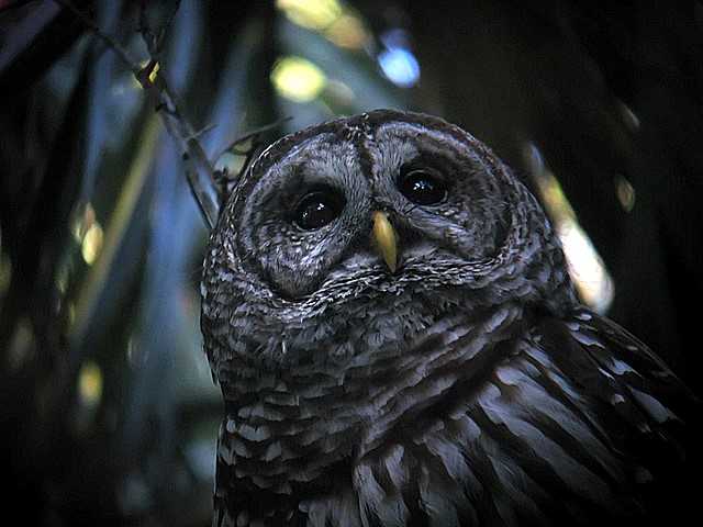 barred owl