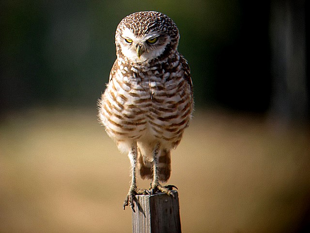 burrowing owl