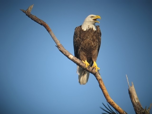 bald eagle