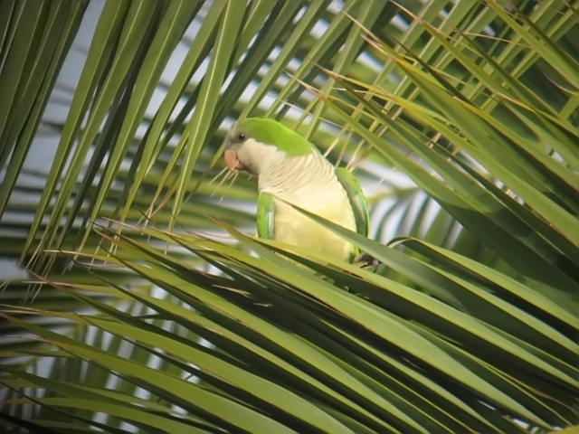 monk parakeet