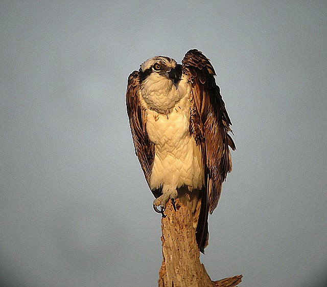 osprey