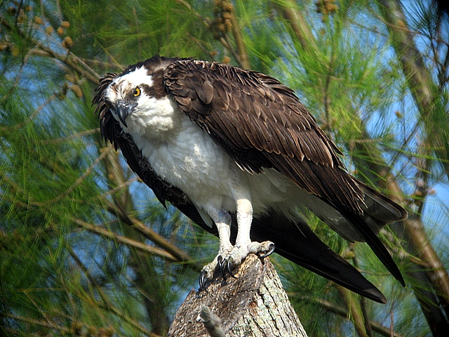 osprey