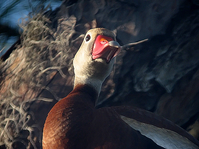 unknown duck