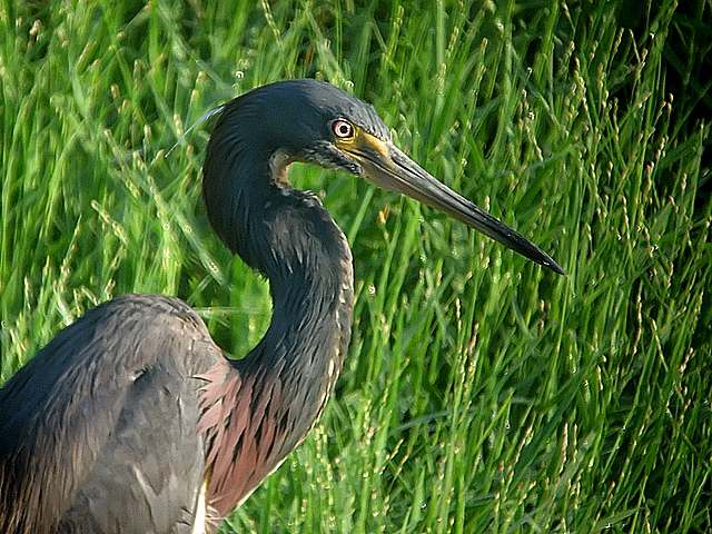tri-color heron