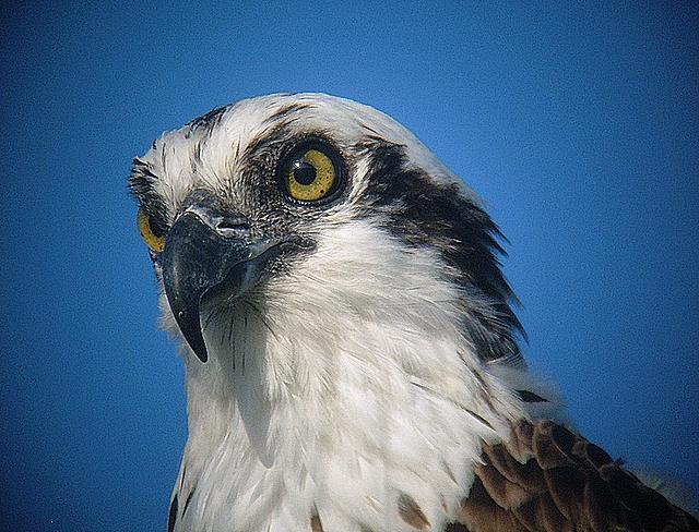 Osprey