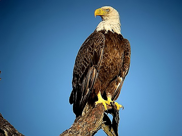 Bald Eagle